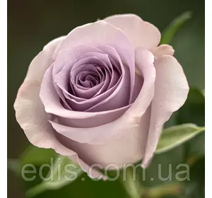 Роза Оушен Сонг (Ocean Song) чайно-гібридна Роза Оушен Сонг (Ocean Song) чайно-гібридна