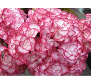 Гортензія Miss Saori /You & Me (Міс Саорі) у контейнері Гортензія Miss Saori /You & Me (Міс Саорі) у контейнері