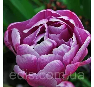 Тюльпан махровий пізній Lilac Perfection (Лайлек Перфекшен) 3 цибулинки Тюльпан махровий пізній Lilac Perfection (Лайлек Перфекшен) 3 цибулинки