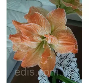 Гіппеаструм махровий Exotic Nymph (Екзотик Німф) 1 цибулина 24/26 + ( подарункова упаковка ) Гіппеаструм махровий Exotic Nymph (Екзотик Німф) 1 цибулина 24/26 + ( подарункова упаковка )