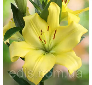 Лилия LA гибрид Yellow miracle (Еллоу миракл) 1 луковица 12/14 Лилия LA гибрид Yellow miracle (Еллоу миракл) 1 луковица 12/14
