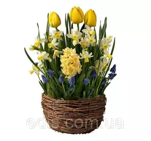 Арт-набір Світанок (тюльпани, нарциси, гіацинт, мускарі), 12 цибулин Арт-набір Світанок (тюльпани, нарциси, гіацинт, мускарі), 12 цибулин