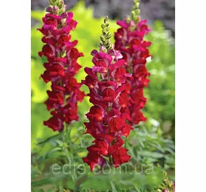 Левовий зев (Ротики) Червоний высокорослий, 0,2 г, насіння Яскрава Левовий зев (Ротики) Червоний высокорослий, 0,2 г, насіння Яскрава