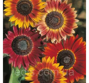 Соняшник Вечірнє сонце 2 г Соняшник Вечірнє сонце 2 г