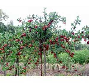 Агрус Каптіватор штамб (пізній) Агрус Каптіватор штамб (пізній)