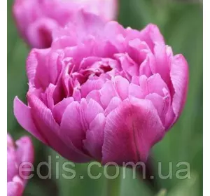 Тюльпан махровий ранній Margarita (Маргарита) 3 цибулини Тюльпан махровий ранній Margarita (Маргарита) 3 цибулини