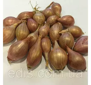 Цибулю севок Розанна (Rosanna) 0.5 кг Цибулю севок Розанна (Rosanna) 0.5 кг