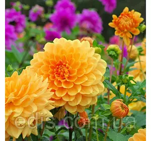 Жоржини махрові високі суміш 0,3 г, насіння Яскрава Жоржини махрові високі суміш 0,3 г, насіння Яскрава