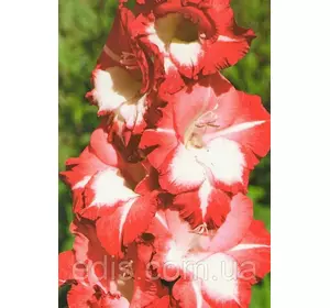 Гладіолус Helvetia 3 шт./уп., великоквітковий Гладіолус Helvetia 3 шт./уп., великоквітковий