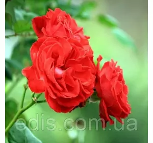 Троянда в'юнка Крапелька (Kapelka) Троянда в'юнка Крапелька (Kapelka)