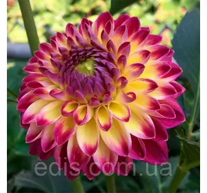 Жоржина Помпонная Hapet Daydream Жоржина Помпонная Hapet Daydream