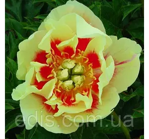 Півонія ІТО-гібрид Border Charm Півонія ІТО-гібрид Border Charm