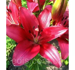 Лілія LA гібрид Fangio (Фанджо) 1 цибулина 12/14 Лілія LA гібрид Fangio (Фанджо) 1 цибулина 12/14