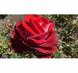 Троянда Госпель (Gospel) чайно-гібридна Троянда Госпель (Gospel) чайно-гібридна