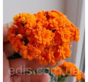 Каланхое Блоссфельда помаранчевий махровий, h=10-15 cм., горщик 0,2 л. Каланхое Блоссфельда помаранчевий махровий, h=10-15 cм., горщик 0,2 л.