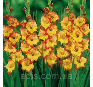 Гладіолус Princess Margaret Rose 3 шт./уп., великоквітковий Гладіолус Princess Margaret Rose 3 шт./уп., великоквітковий