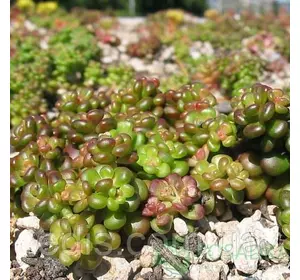 Очиток (седум) білий Очиток (седум) білий