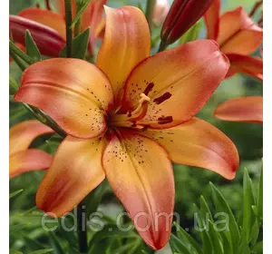 Лілія азіатська Sunset (Сансет) 1 цибулина 12/14 Лілія азіатська Sunset (Сансет) 1 цибулина 12/14