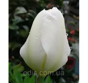 Тюльпан гібрид Фостера Purissima (Пуриссима) 3 цибулинки Тюльпан гібрид Фостера Purissima (Пуриссима) 3 цибулинки