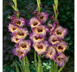 Гладіолус Qui Vive (Куі Вів) 3 цибулини Гладіолус Qui Vive (Куі Вів) 3 цибулини