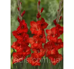 Гладіолус Wing Sensation 3 шт./уп., великоквітковий Гладіолус Wing Sensation 3 шт./уп., великоквітковий
