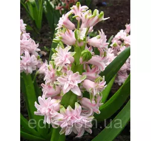 Гіацинт махровий Chestnut Flower 1 цибулина (калібр 16/17 - великий) Гіацинт махровий Chestnut Flower 1 цибулина (калібр 16/17 - великий)