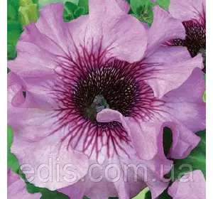 Петунія бахромчата гігантська Розеа F1, 10 насінин-драже, серія PREMIUM ТМ Яскрава Петунія бахромчата гігантська Розеа F1, 10 насінин-драже, серія PREMIUM ТМ Яскрава