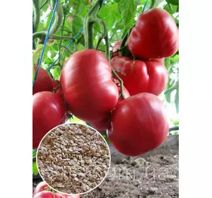 Томат Рожевий Велетень 20 г, насіння Яскрава Томат Рожевий Велетень 20 г, насіння Яскрава