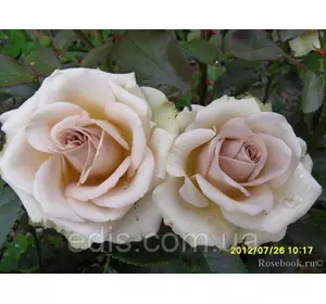 Троянда Амнезія (Amnesia) чайно-гібридна Троянда Амнезія (Amnesia) чайно-гібридна