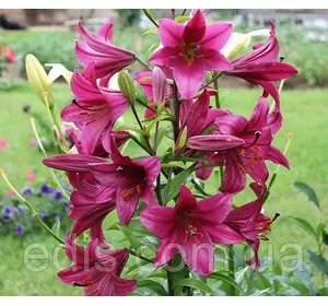 Лілія ОТ-гібрид гігант Purple Prince (Пепл Прінс) 1 цибулина 12/14 Лілія ОТ-гібрид гігант Purple Prince (Пепл Прінс) 1 цибулина 12/14