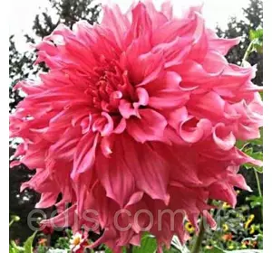 Жоржина гігантська Islander (Айенда) Жоржина гігантська Islander (Айенда)