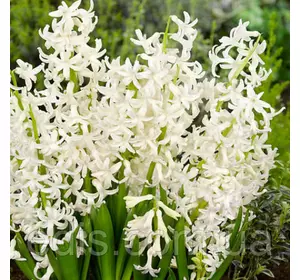 Гіацинт багатоквітковий White Festival 1 цибулина (калібр 16/17 - великий) Гіацинт багатоквітковий White Festival 1 цибулина (калібр 16/17 - великий)