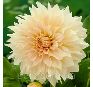 Жоржина гігантська Cafe Au Lait (Кафі О Лайт), бульби багаторічних квітів Жоржина гігантська Cafe Au Lait (Кафі О Лайт), бульби багаторічних квітів