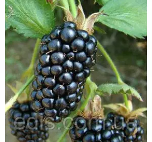 Ожина Бжезіні ( Brzezina ) рання Ожина Бжезіні ( Brzezina ) рання