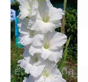 Гладіолус Bangladesh (Бангладеш) 8/10 3 шт./уп., великоквітковий Гладіолус Bangladesh (Бангладеш) 8/10 3 шт./уп., великоквітковий