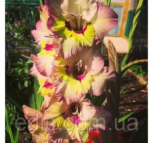 Гладіолус Sapporo 8/10 3 цибулини Гладіолус Sapporo 8/10 3 цибулини