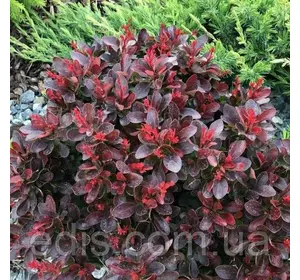 Барбарис Тунберга Atropurpurea Nana у контейнері Барбарис Тунберга Atropurpurea Nana у контейнері