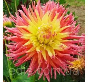 Жоржина кактусова Fringed Star Жоржина кактусова Fringed Star