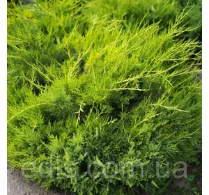 Ялівець Kuriwao Gold (Курівао Голд) у контейнері Ялівець Kuriwao Gold (Курівао Голд) у контейнері