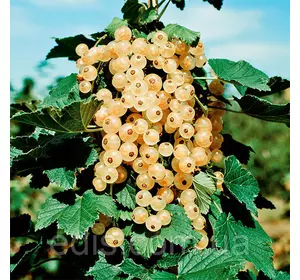 Смородина Примус штамб Смородина Примус штамб