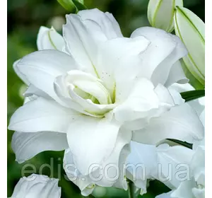 Лілія орієнтальна махрова Lotus Pure (Лотус Пьюр) 1 цибулина 12/14 Лілія орієнтальна махрова Lotus Pure (Лотус Пьюр) 1 цибулина 12/14