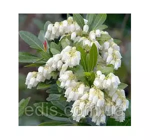 Піеріс White Cascade у контейнері Піеріс White Cascade у контейнері