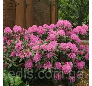 Рододендрон Roseum Elegans Рододендрон Roseum Elegans