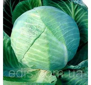 Капуста білоголова Кам'яна голова 50 г, насіння Яскрава Капуста білоголова Кам'яна голова 50 г, насіння Яскрава