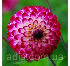 Жоржина Помпонная Little Robert Жоржина Помпонная Little Robert