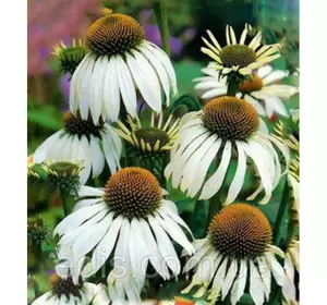 Ехінацея Білий лебідь 0,2 г, насіння Яскрава Ехінацея Білий лебідь 0,2 г, насіння Яскрава