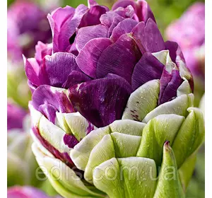 Тюльпан махровий пізній Exquisit 3 цибулинки Тюльпан махровий пізній Exquisit 3 цибулинки