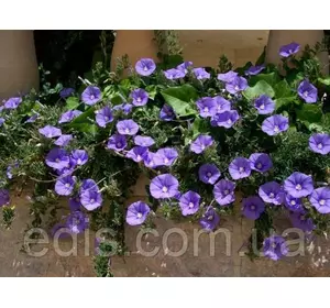 Нірембергія Звисаюча Блакитна 0,05 г, насіння Яскрава Нірембергія Звисаюча Блакитна 0,05 г, насіння Яскрава