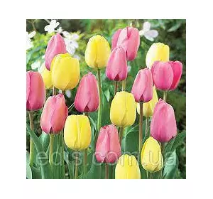 Арт-набір цибулин тюльпанів Рання слава, 5 цибулин Арт-набір цибулин тюльпанів Рання слава, 5 цибулин