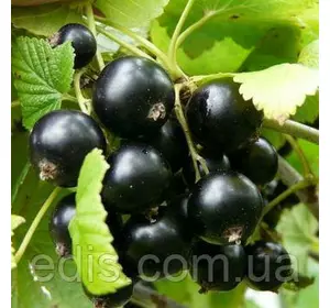 Смородина чорна Софіївська (середньостигла) Смородина чорна Софіївська (середньостигла)